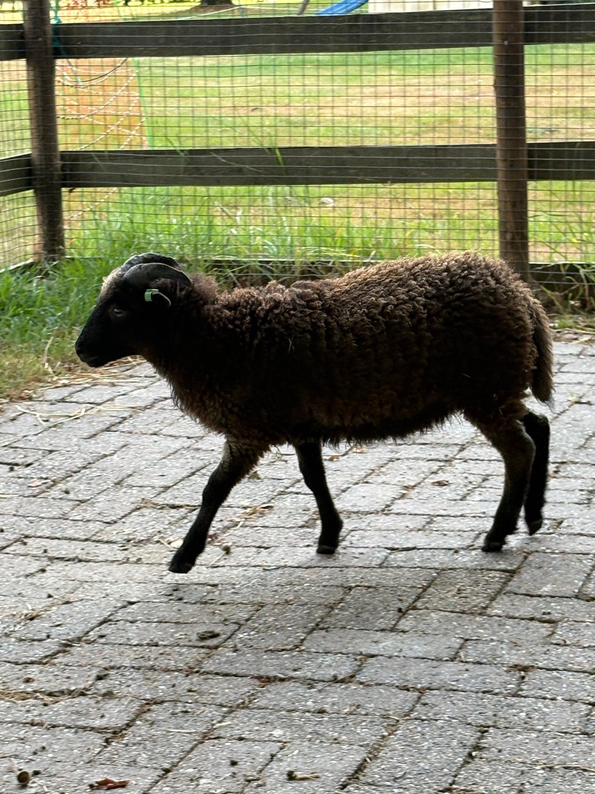 Ouessant ram zwart te koop of ruilen, Mannelijk, Schaap, 0 tot 2 jaar