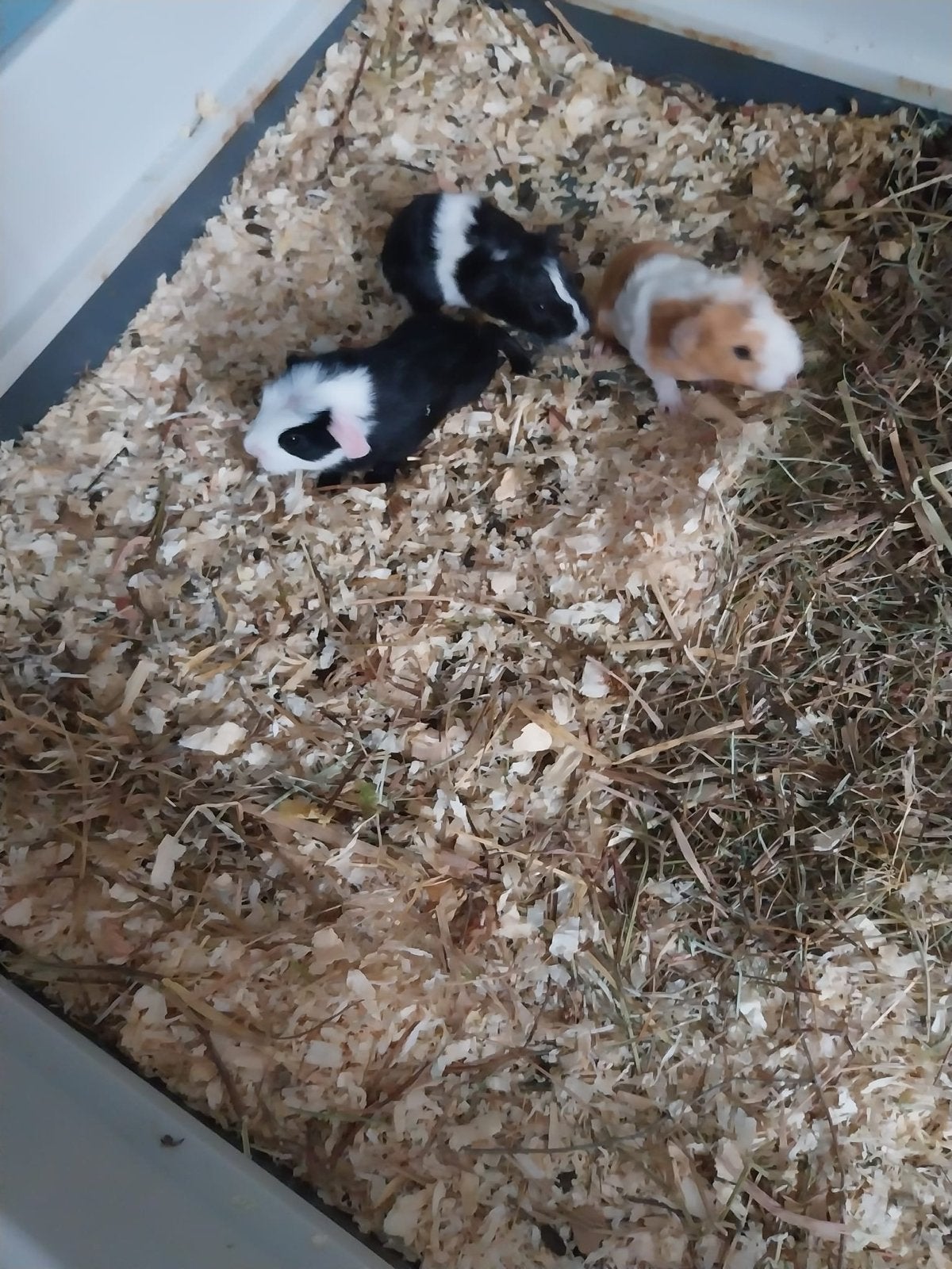 2 cavia broertjes, Cavia, Mannelijk, Mei, Tam