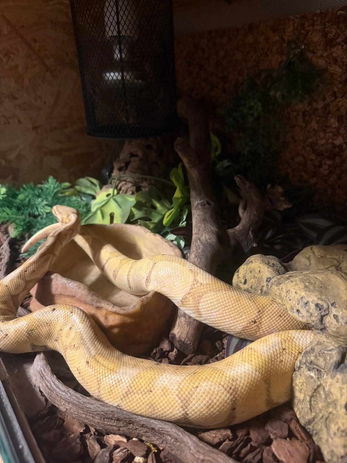 Banana Python, Dieren en Toebehoren, Slang, 3 tot 6 jaar