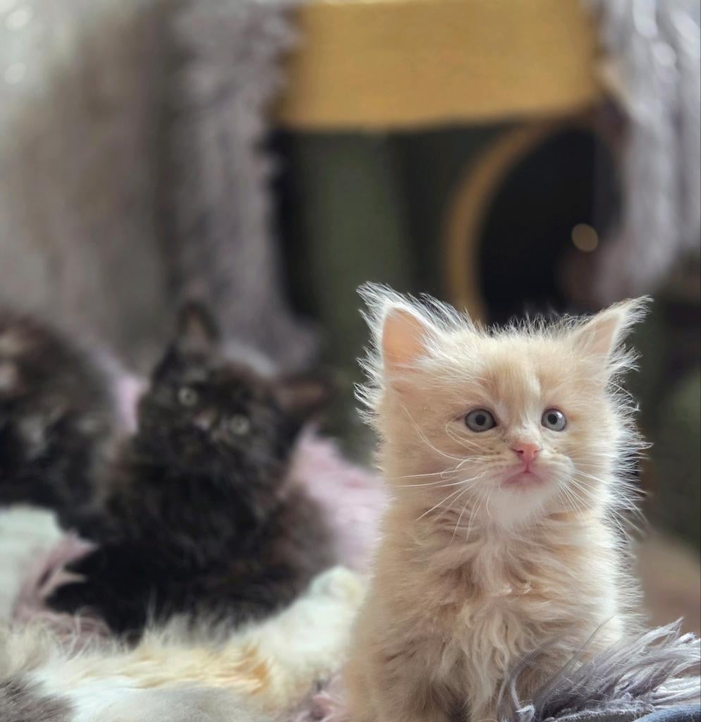 Siberische kittens Beschikbaar, Meerdere dieren, Gechipt, 0 tot 2 jaar