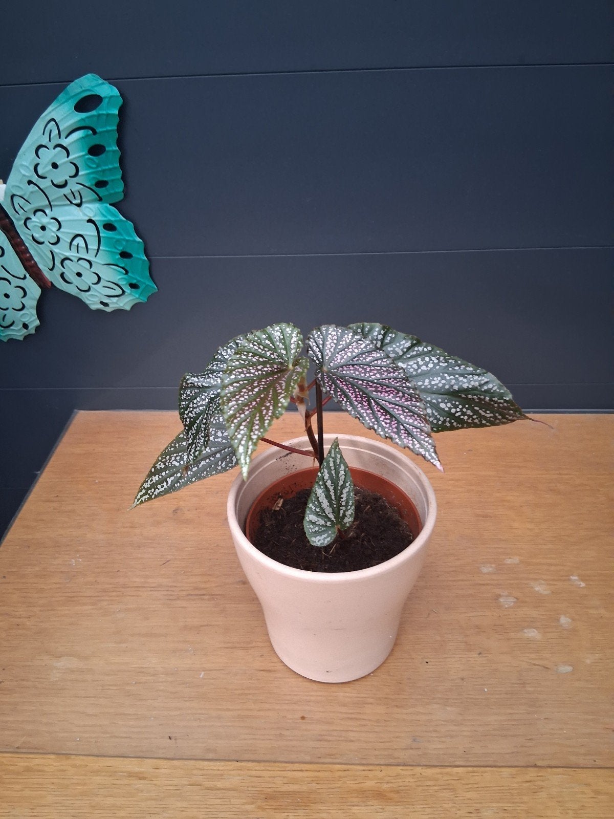 Prachtige Begonia Maculata - Polkadot Begonia, Ophalen