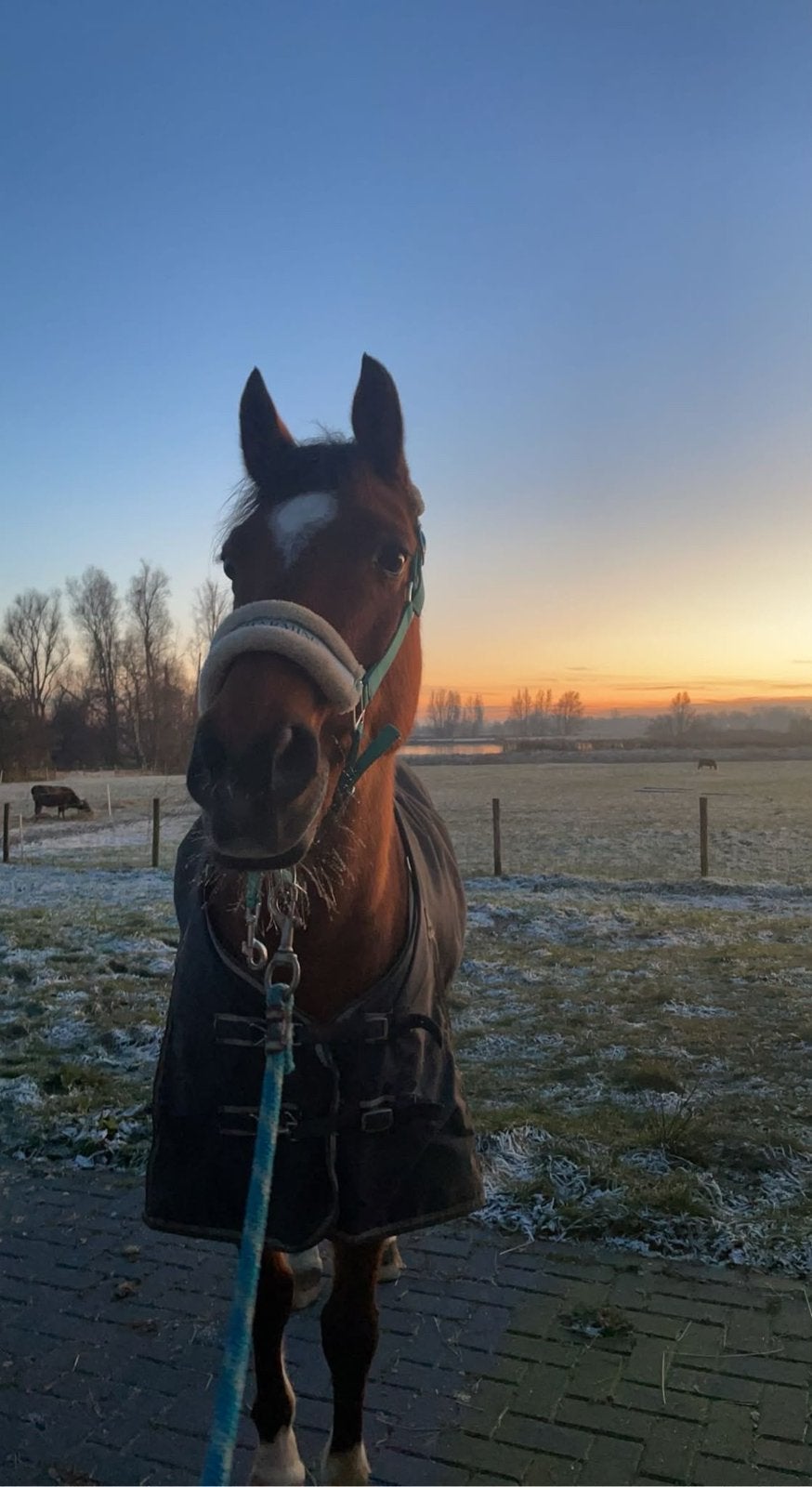 Liefste E-pony te koop, Dieren en Toebehoren, E pony (1.48m - 1.57m), Ruin, Niet van toepassing, 11 jaar of ouder