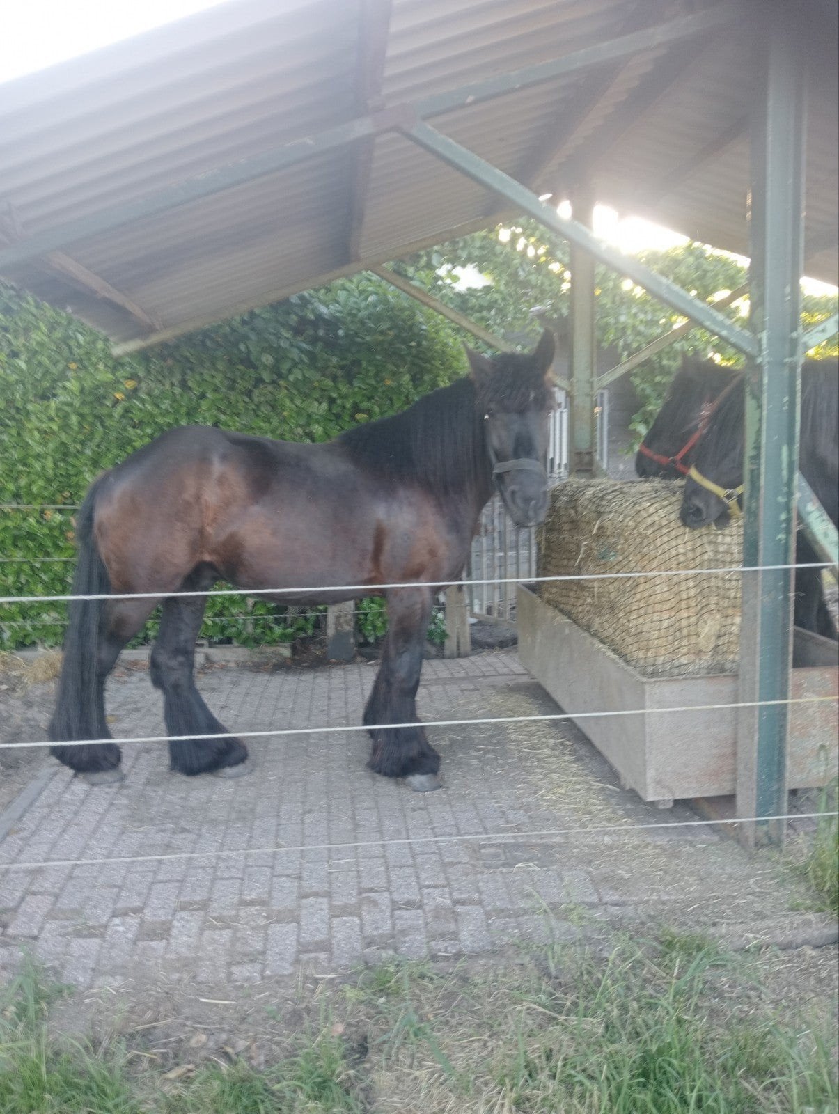 Zwart trekpaard, Ophalen of Verzenden, Recreatie