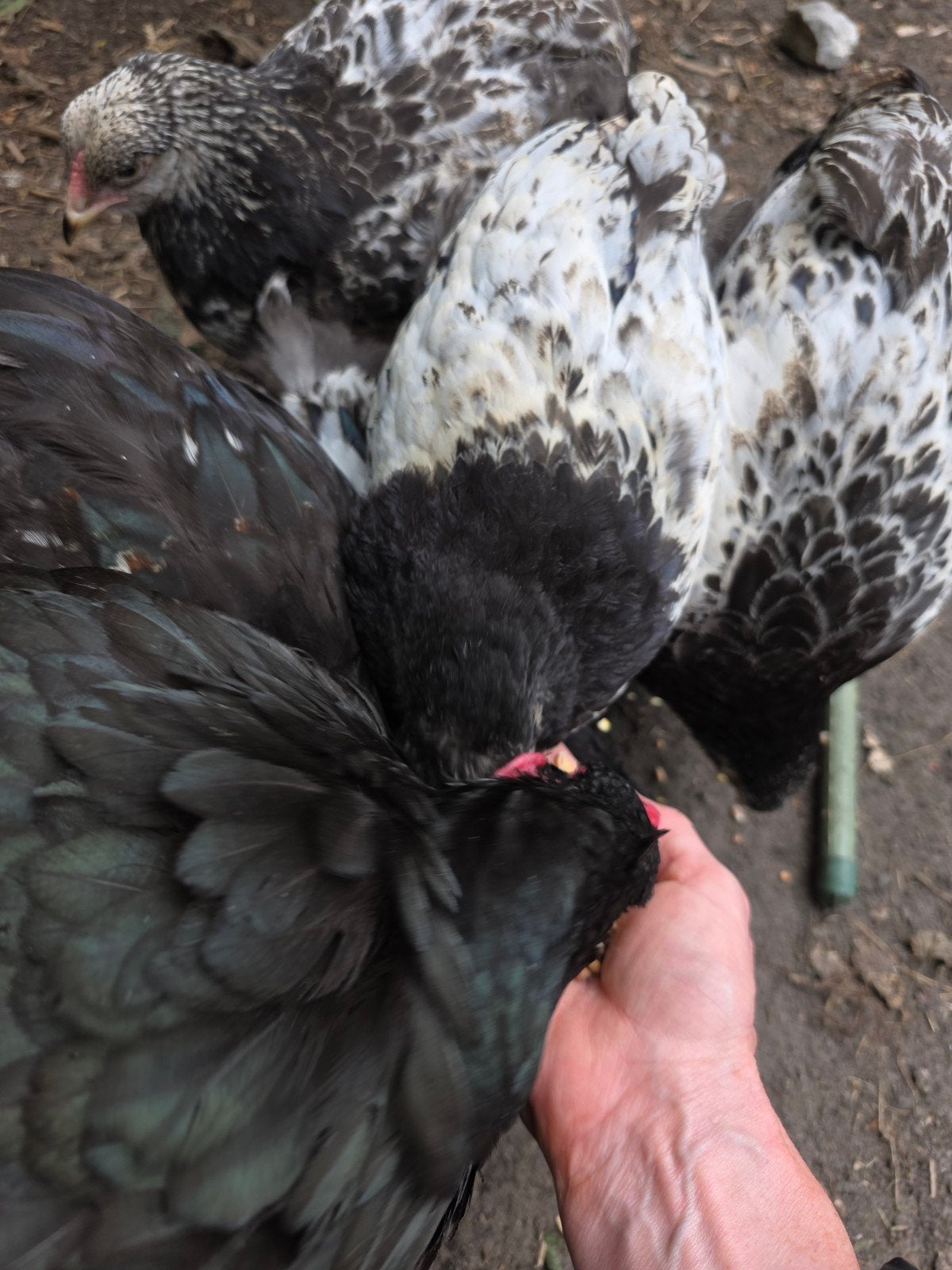 Zeven Brahma kuikens, supertam, Dieren en Toebehoren, Pluimvee, Kip, Geslacht onbekend