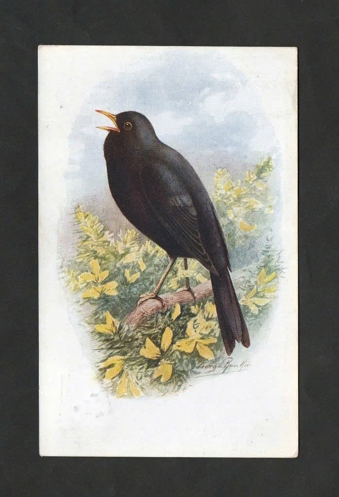 Zingende Merel Turdus Merula Zangvogel., Ophalen of Verzenden, 1920 tot 1940, Gelopen, Vogel
