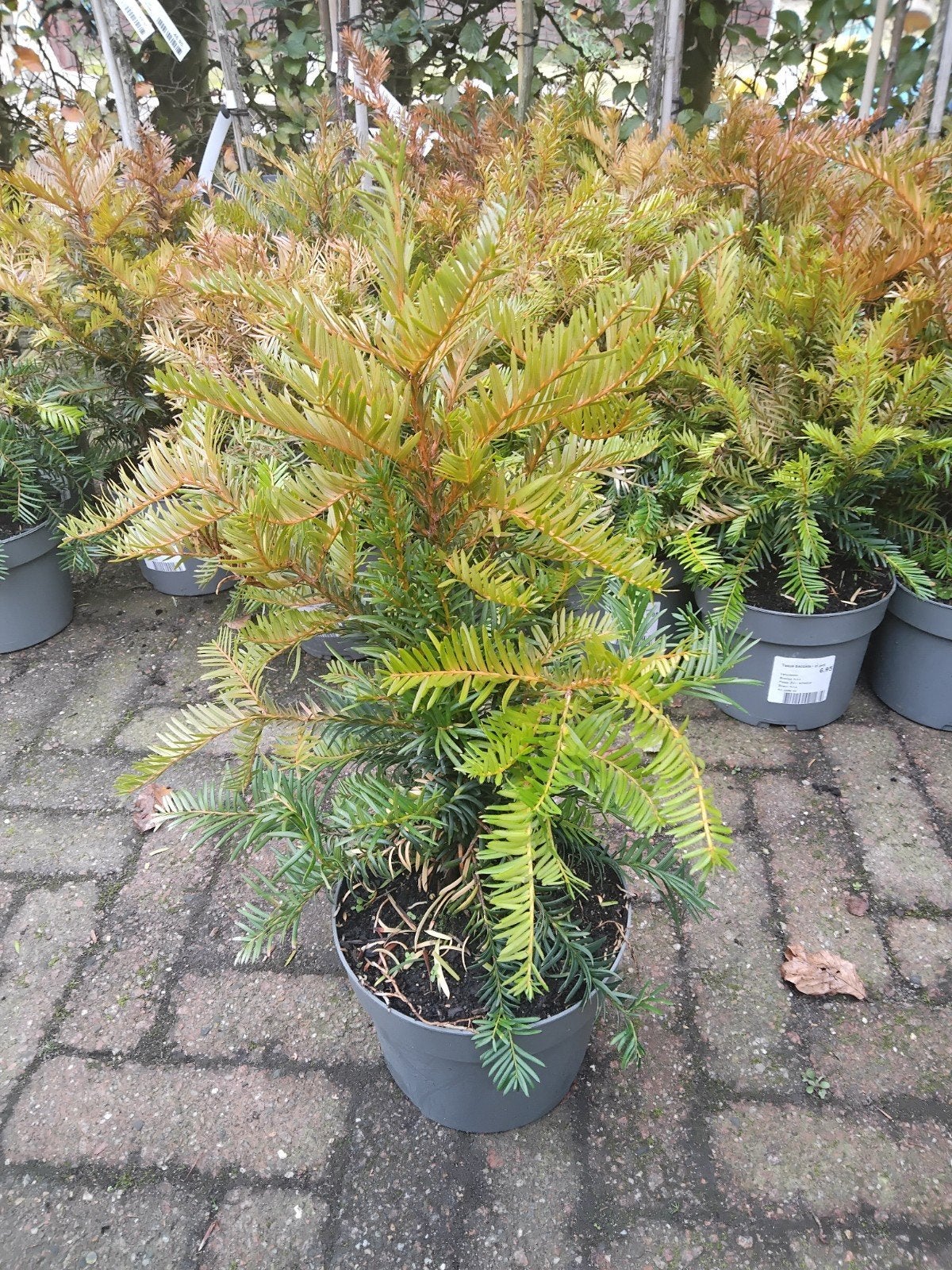 taxus baccata, Bloeit niet, Halfschaduw, Overige soorten, Minder dan 100 cm