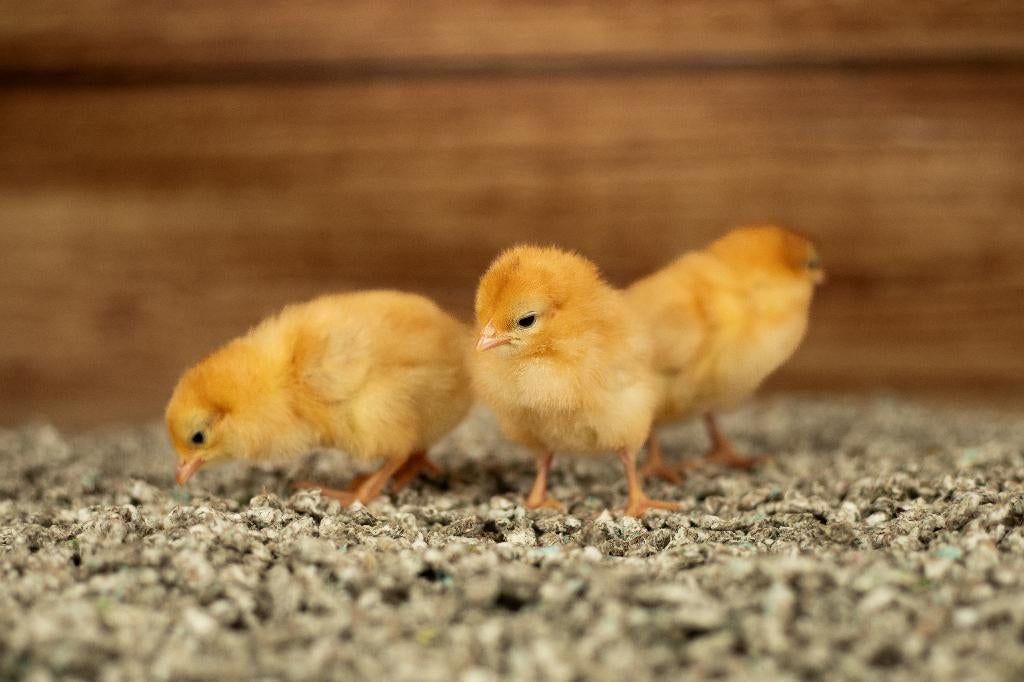 New Hampshire kriel kippenkuikens | Gesekst en Ingeënt