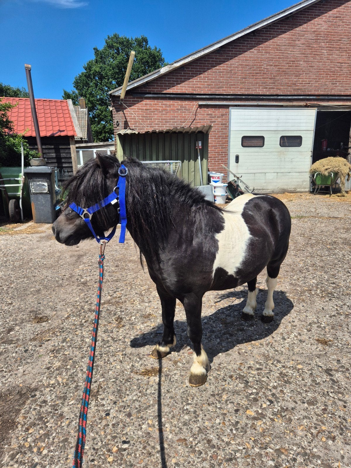 Super mooie bonte dekhengst, Dieren en Toebehoren, Pony's, Hengst, Niet van toepassing, A pony (tot 1.17m), 7 tot 10 jaar