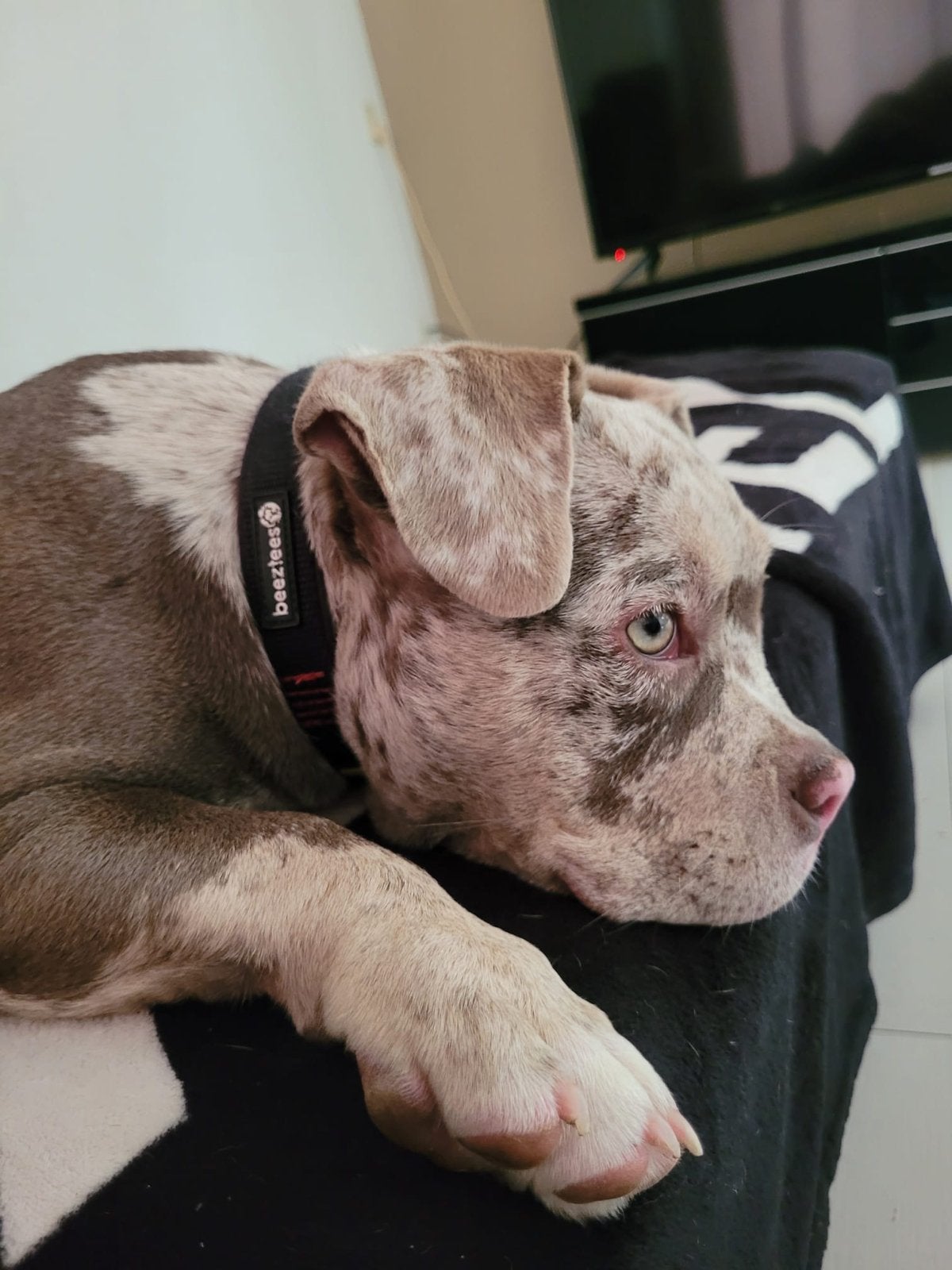 Pocket bully pup tekoop, 15 weken tot 1 jaar, Teef, Eén hond, Middel