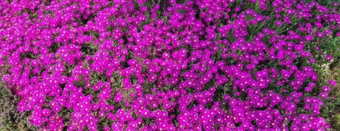 Deslosperma cooperi, Ophalen of Verzenden, Overige soorten, Volle zon