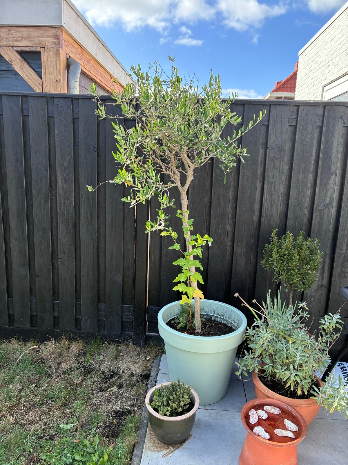 Olijfboom van circa 150cm (exclusief pot), Volle zon, Vaste plant, Bloeit niet, Ophalen