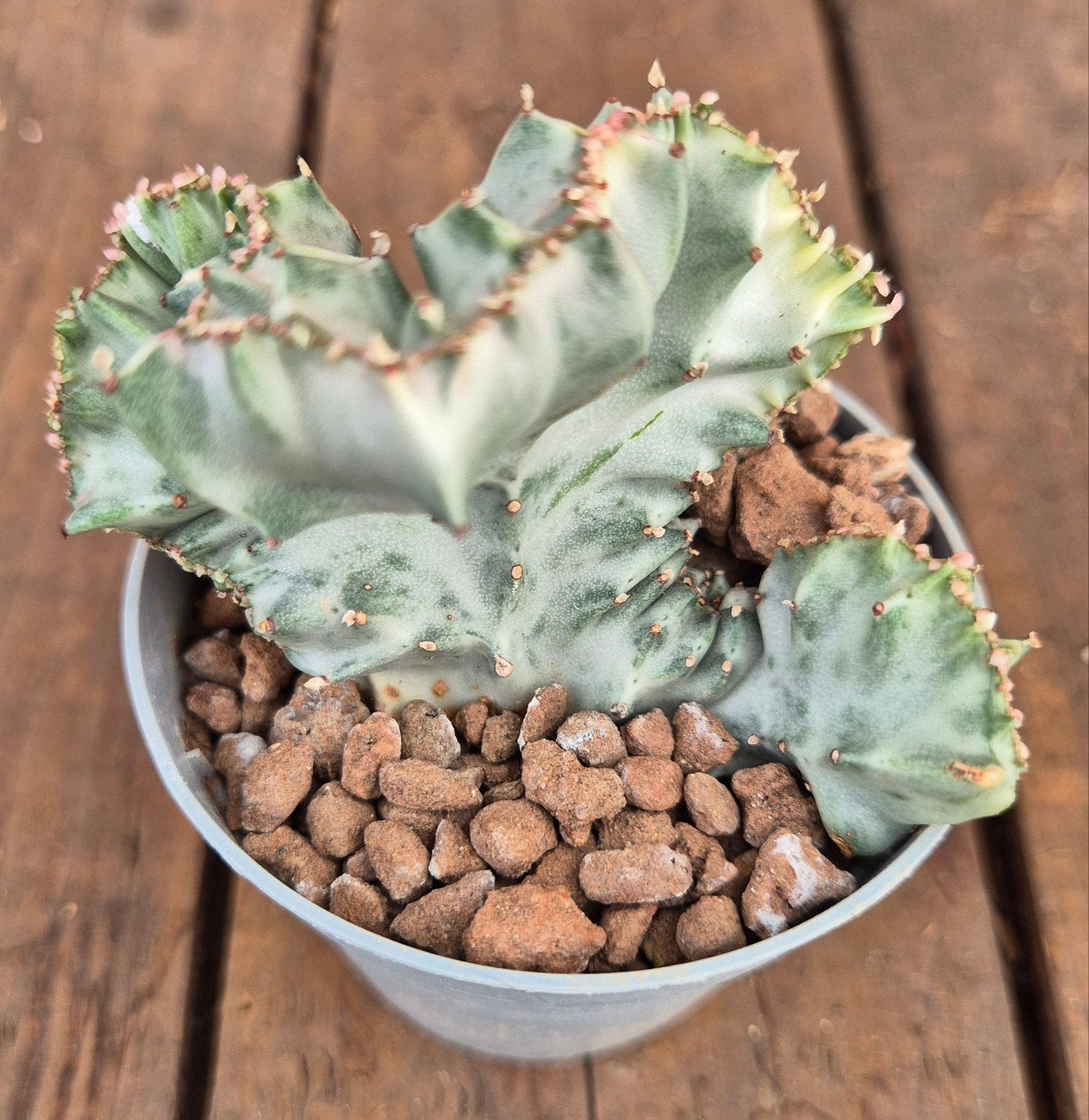 Euphorbia Lactea White Ghost p6,5, Ophalen of Verzenden, Halfschaduw, Minder dan 100 cm