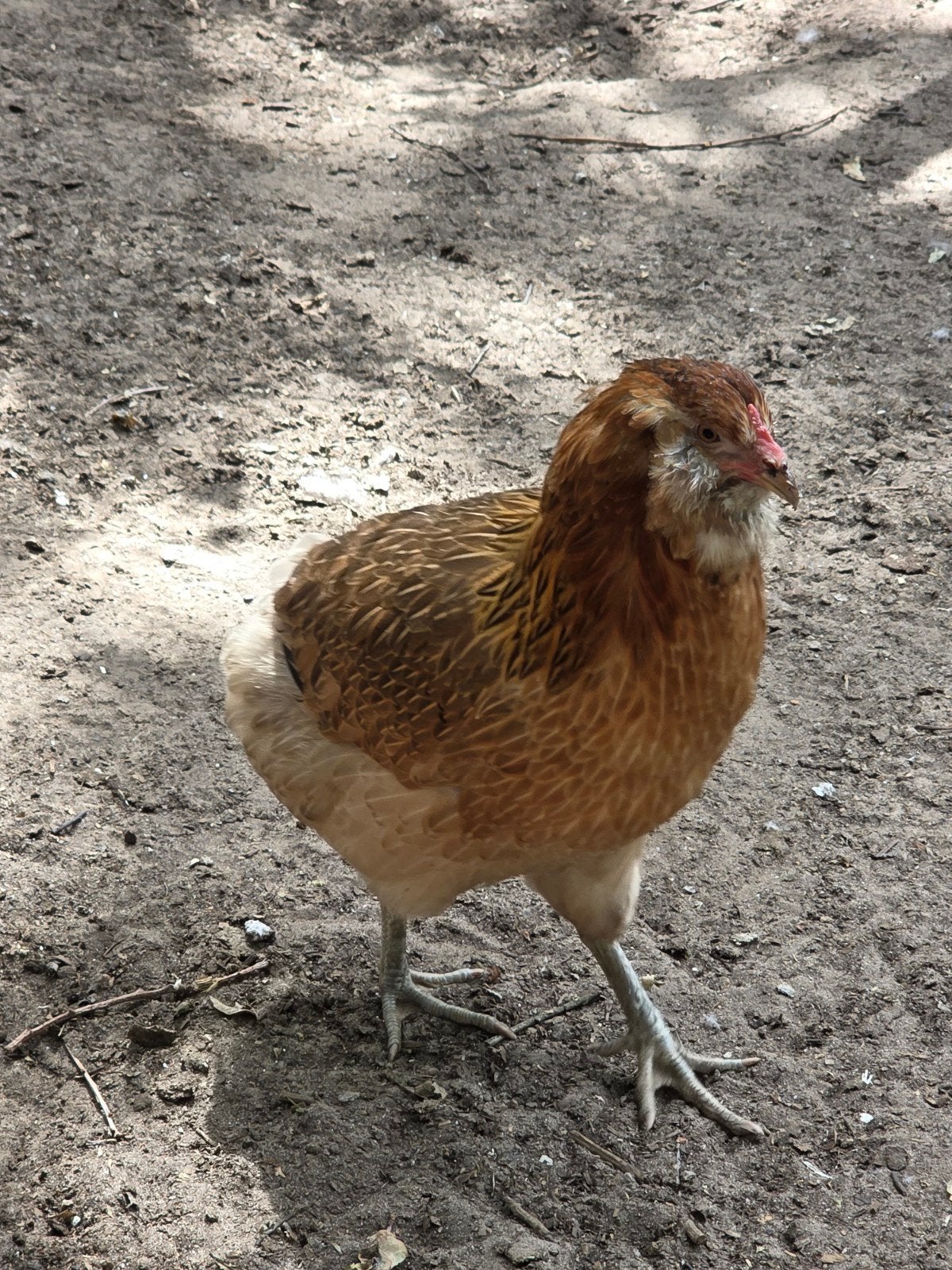 araucana, Dieren en Toebehoren, Pluimvee, Vrouwelijk, Kip