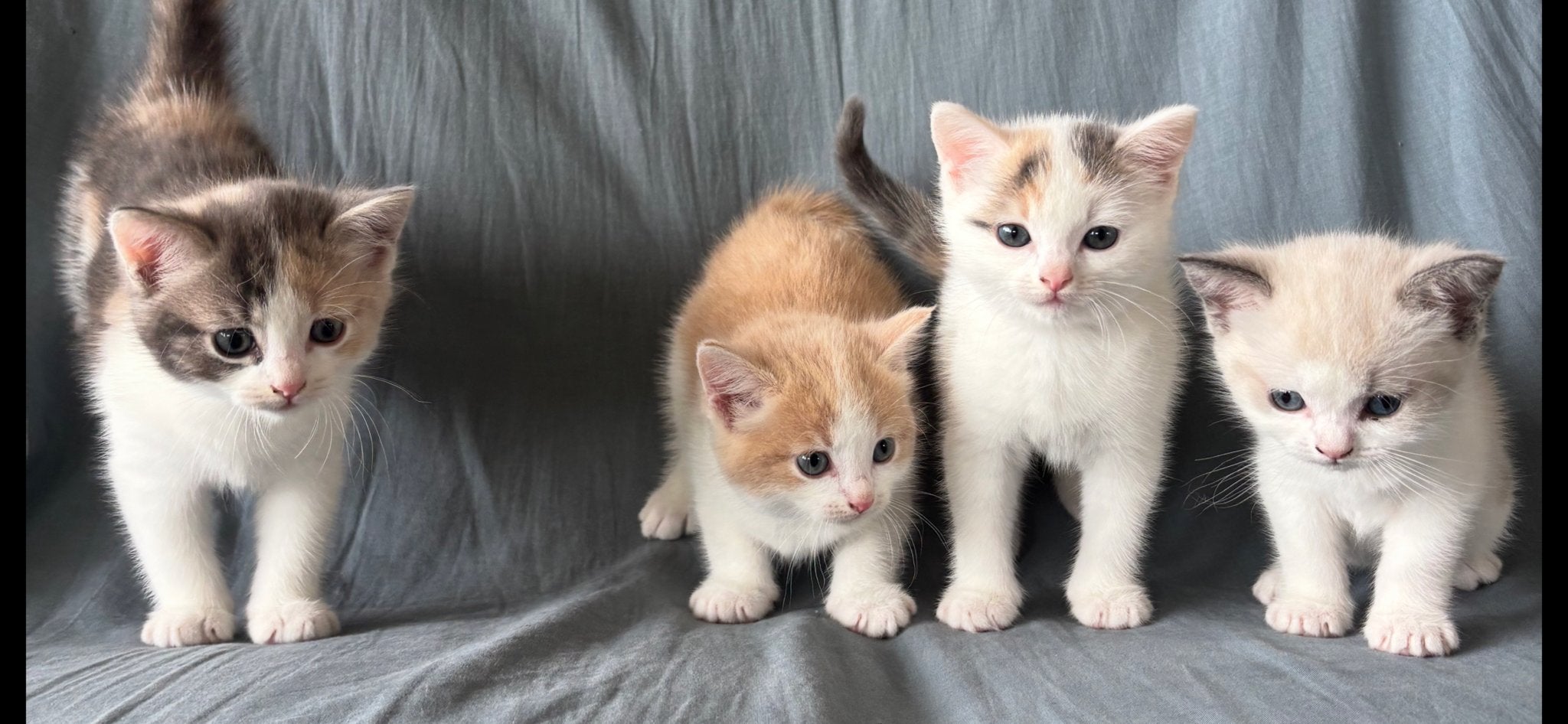 Lieve kittens, half ragdoll, Meerdere dieren, 0 tot 2 jaar