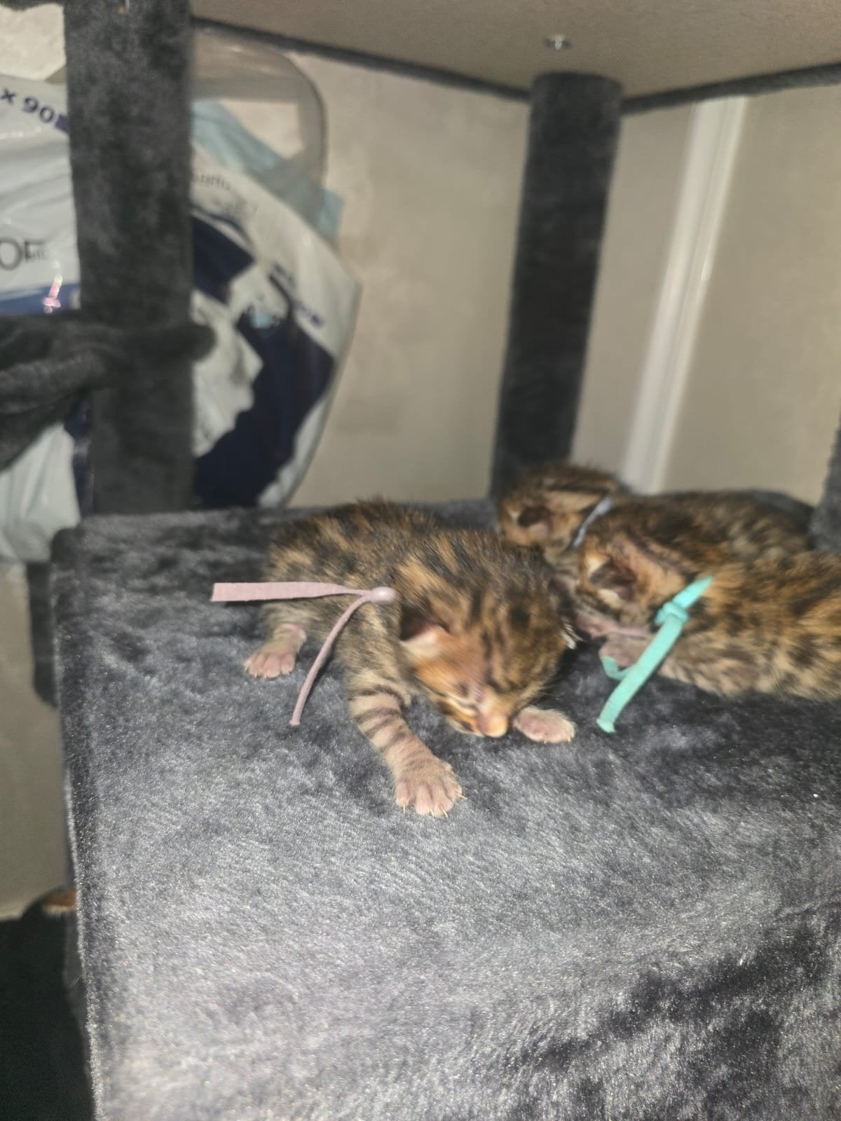 Drie prachtige Bengaalse katertjes te koop, Dieren en Toebehoren, Kater, Ontwormd, 0 tot 2 jaar