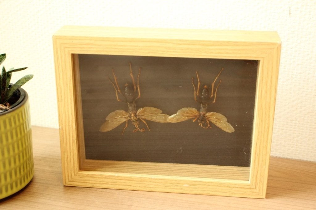 Taxidermie kader met roofkrekels, Ophalen of Verzenden, Gebruikt, Insect, Opgezet dier
