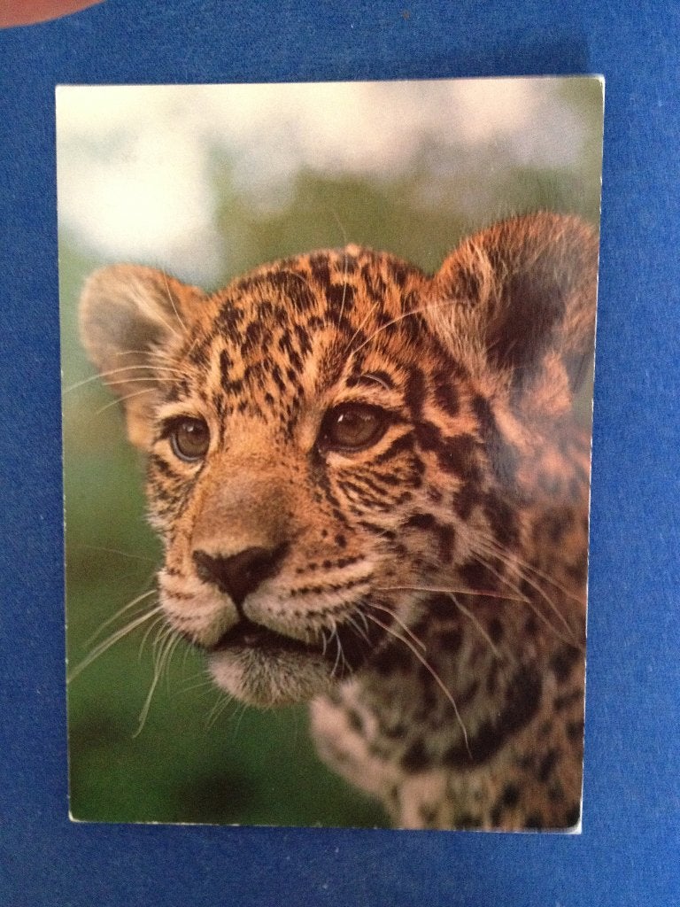Jaguar, Ophalen of Verzenden, Voor 1920, Ongelopen