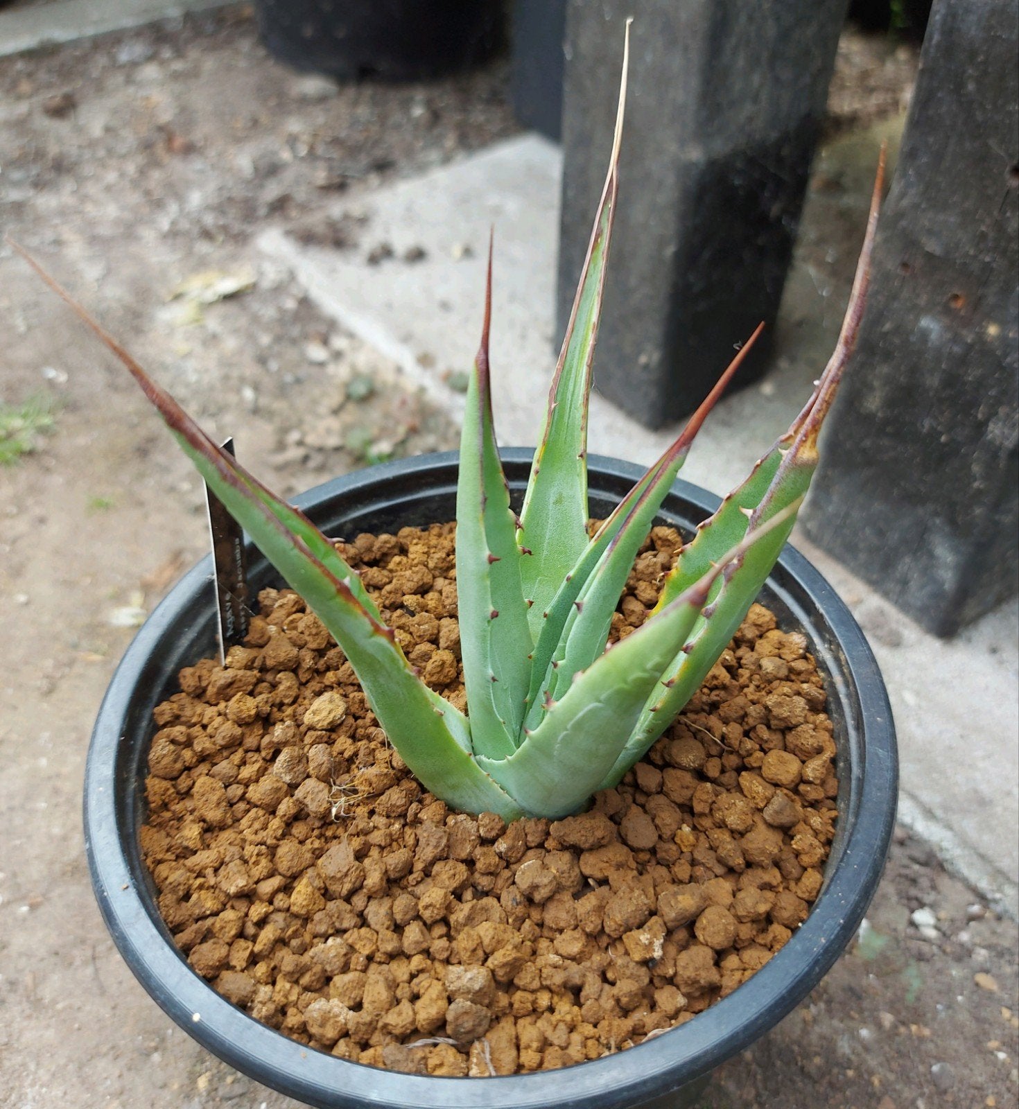 Winterharde Agave Deserti, Ophalen of Verzenden, Bloeit niet, Overige soorten, Volle zon