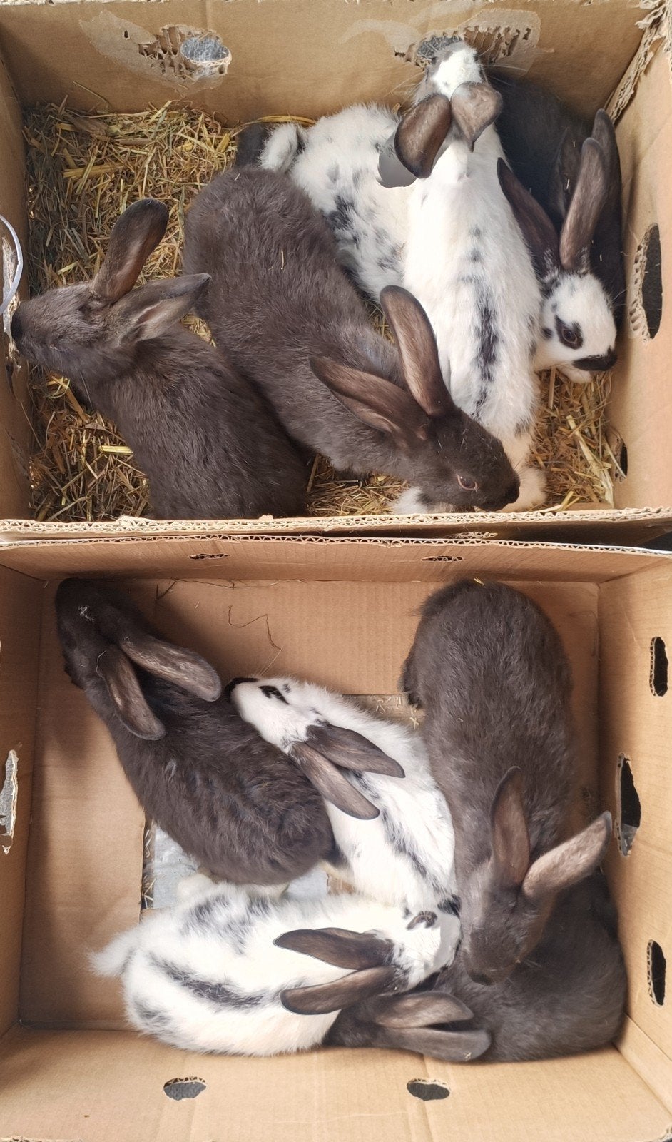 F1 fok konijnen, Dieren en Toebehoren, Meerdere dieren, Groot, 0 tot 2 jaar