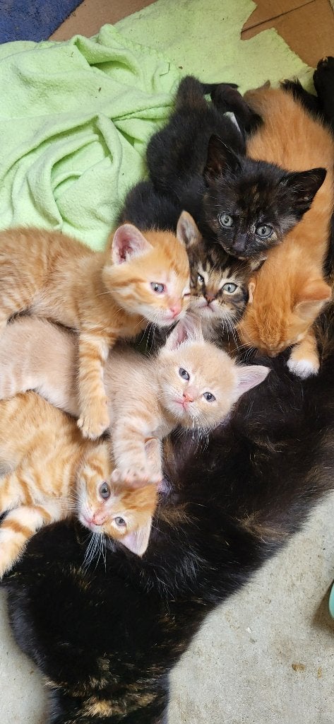 Boerderijkittens, Meerdere dieren, Ontwormd