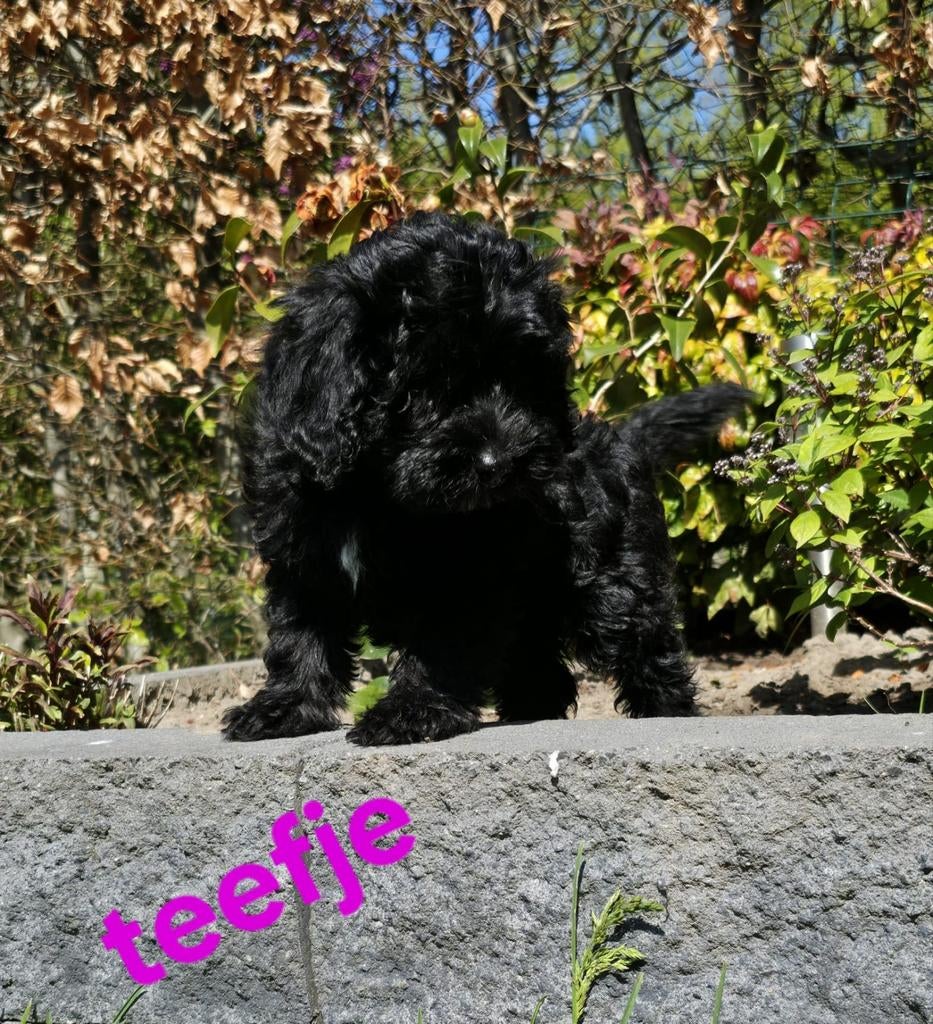 💙🩷 mooie kleine doodl pups mogen verhuizen 💙🩷, Parvo, Overige rassen, 8 tot 15 weken, Meerdere