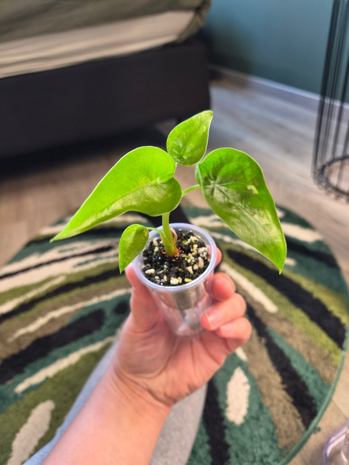 Alocasia cucullata, Huis en Inrichting, Kamerplanten, Ophalen, Halfschaduw, Minder dan 100 cm