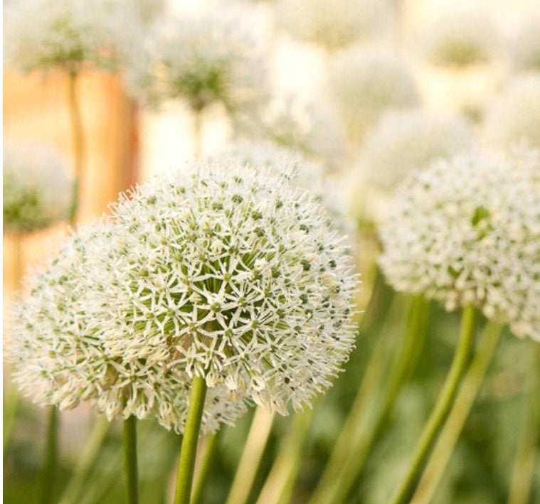 allium white giant bollen, Ophalen of Verzenden, Najaar, Volle zon, Bloembol