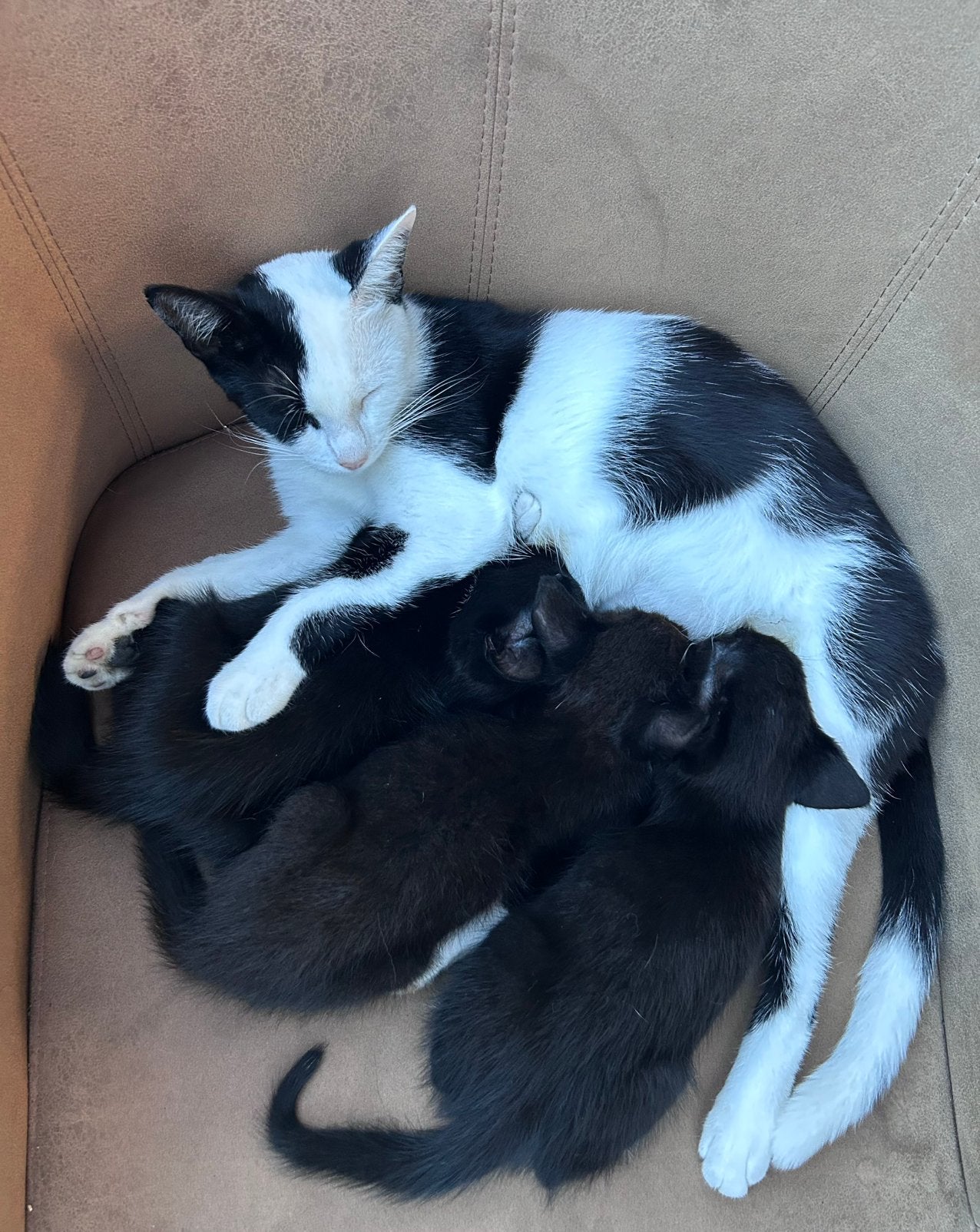 Lieve kittens zwart met een beetje wit - geboren 29 juli, Meerdere dieren, Ontwormd, 0 tot 2 jaar