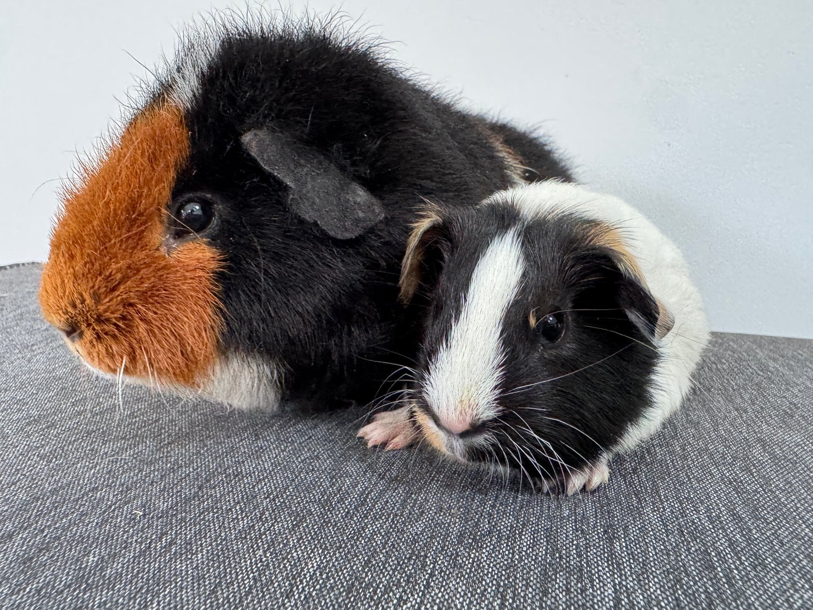 Leuk koppeltje beertjes Patrick en Pim, Dieren en Toebehoren, Knaagdieren, Mei, Meerdere dieren, Overige typen