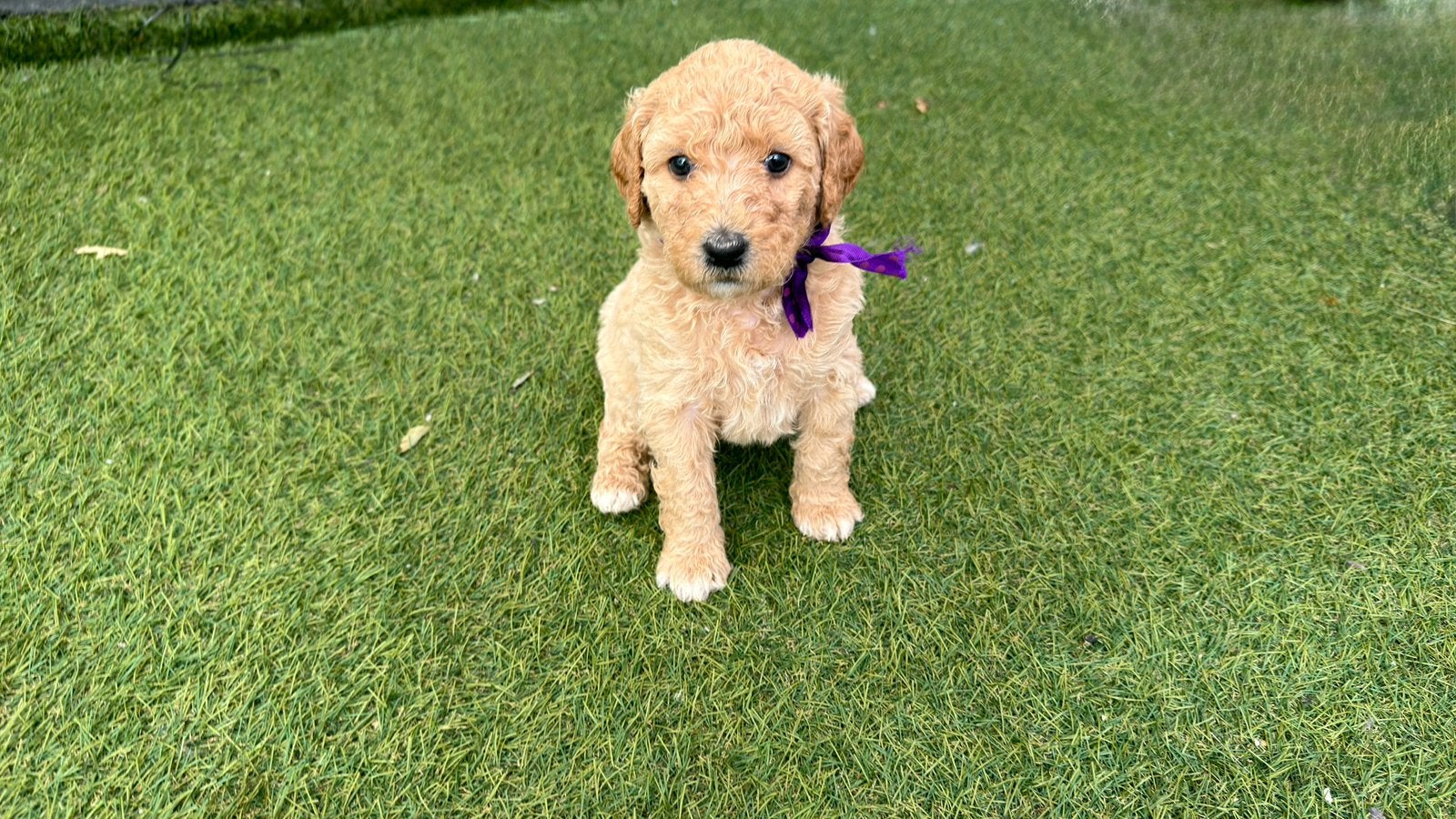 Labradoodle pups medium, Parvo, 8 tot 15 weken, Meerdere, Meerdere dieren