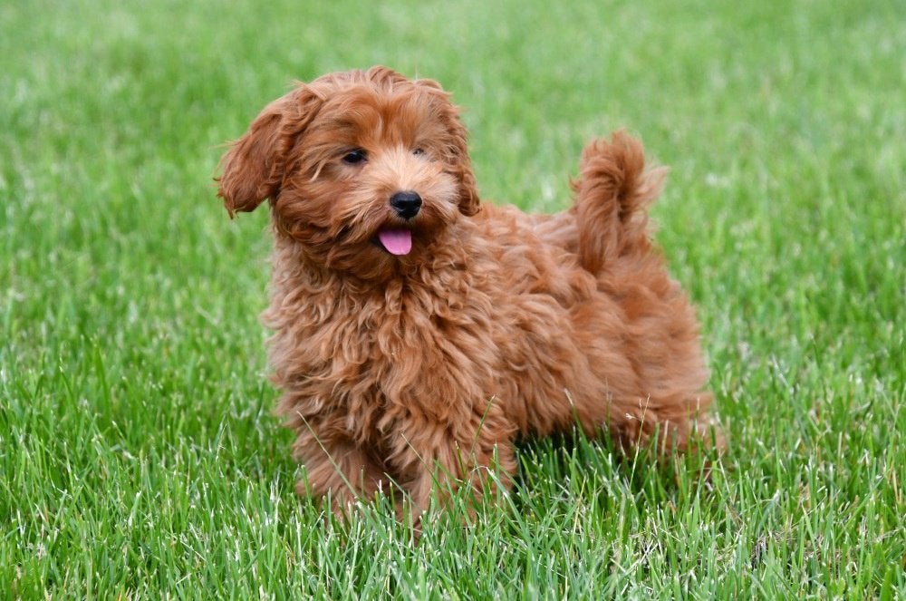 Maltipoo pups te koop, Dieren en Toebehoren, Honden | Chihuahua's en Gezelschapshonden, 15 weken tot 1 jaar, Overige rassen, Buitenland