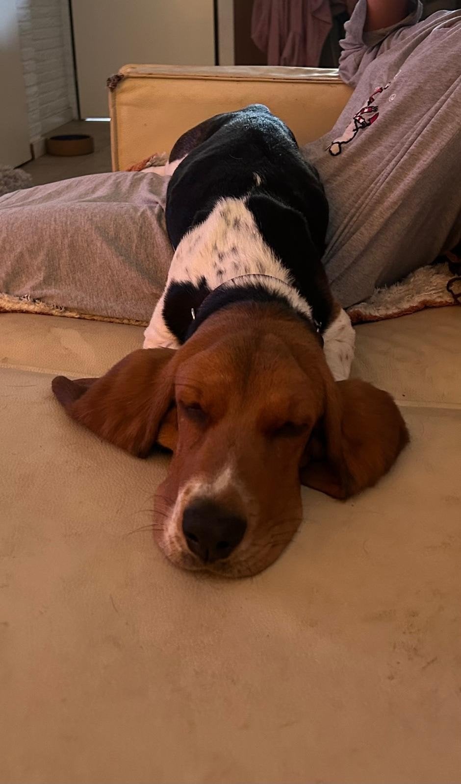 Basset 8 maanden pup ter adoptie, 15 weken tot 1 jaar, Basset, Teef, Parvo