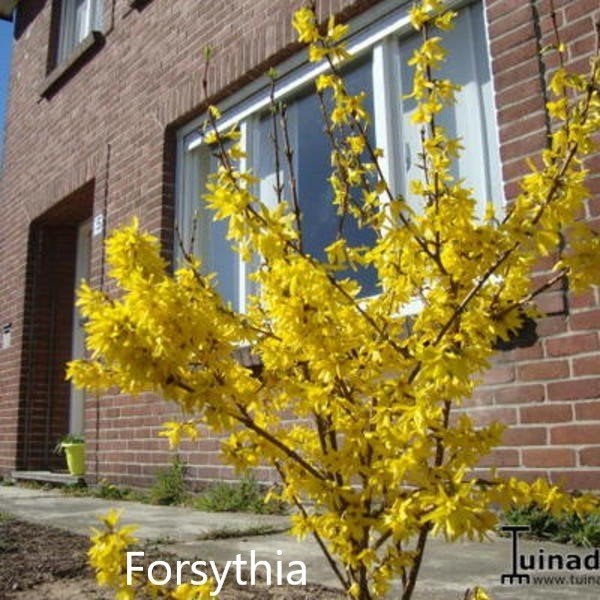Forsythia, Volle zon, Vaste plant, Winter, Ophalen