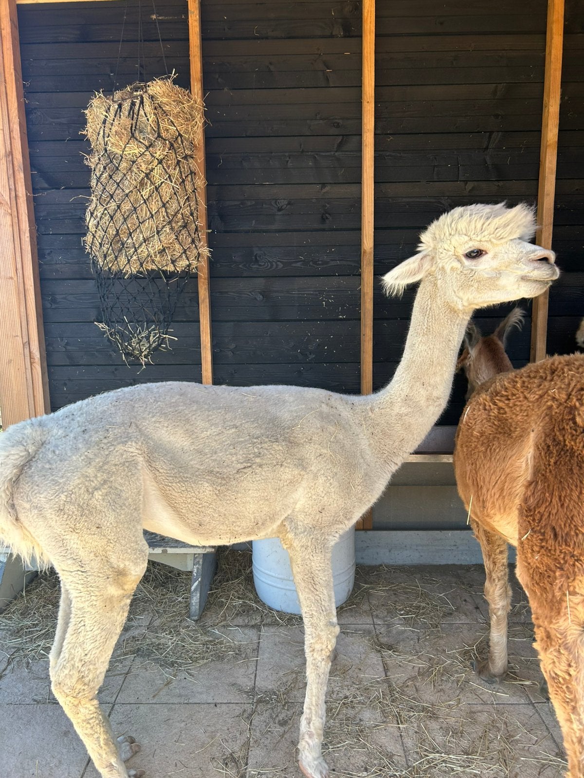 Alpaca merrie, Juni, Vrouwelijk