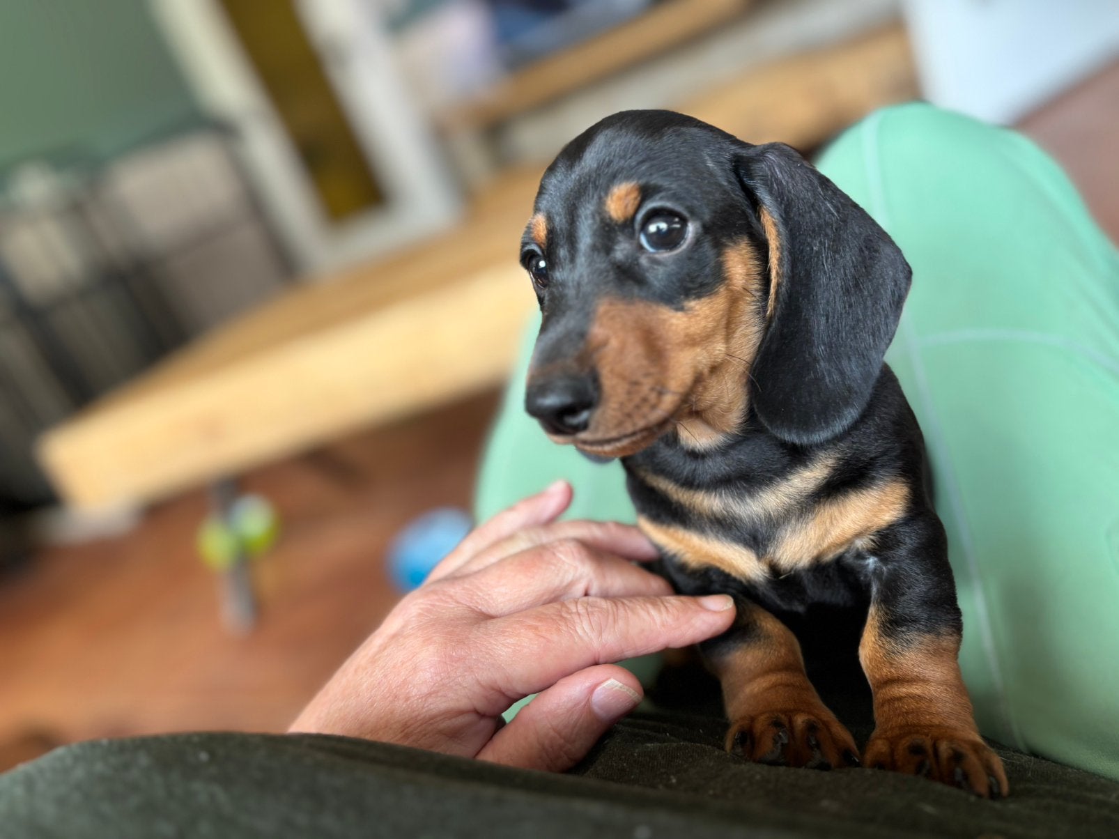 Nog 1  black and tan dwerg teckel reutje te koop dwergteckel, Parvo, 8 tot 15 weken, Korthaar, Dwerg