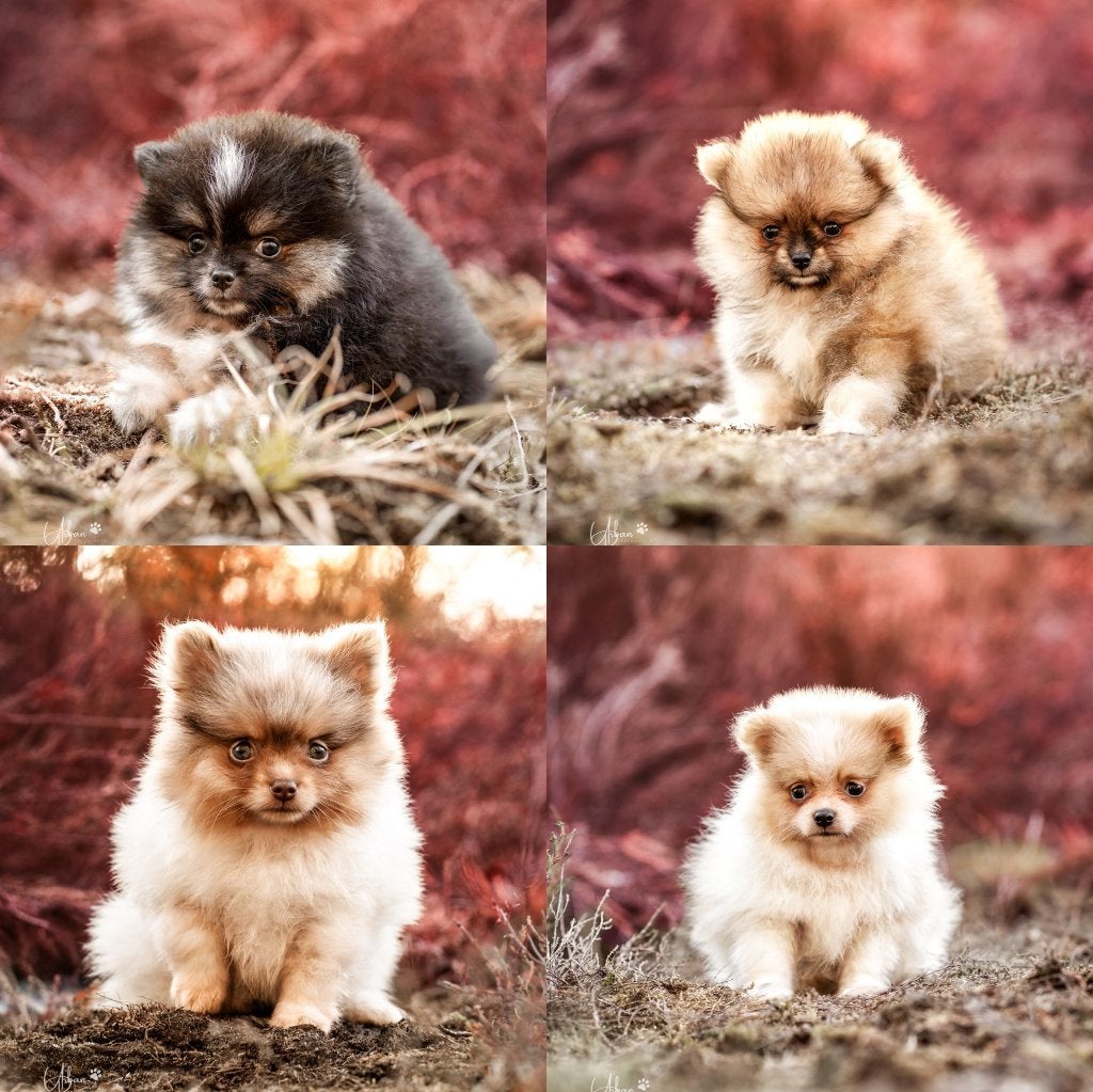 Pomeriaan Pup, Pomeranian, Dwergkees, Dieren en Toebehoren, Honden | Poolhonden, Keeshonden en Oertypen, Parvo, Fokker | Hobbymatig
