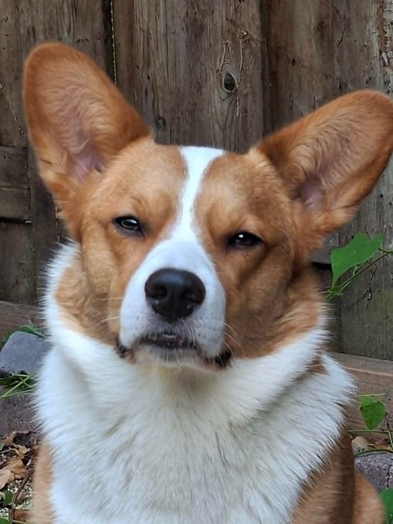 Maak kennis met Aeddan een Welsh Corgi Cardigan!, Reu, 1 tot 2 jaar, Parvo, Eén hond
