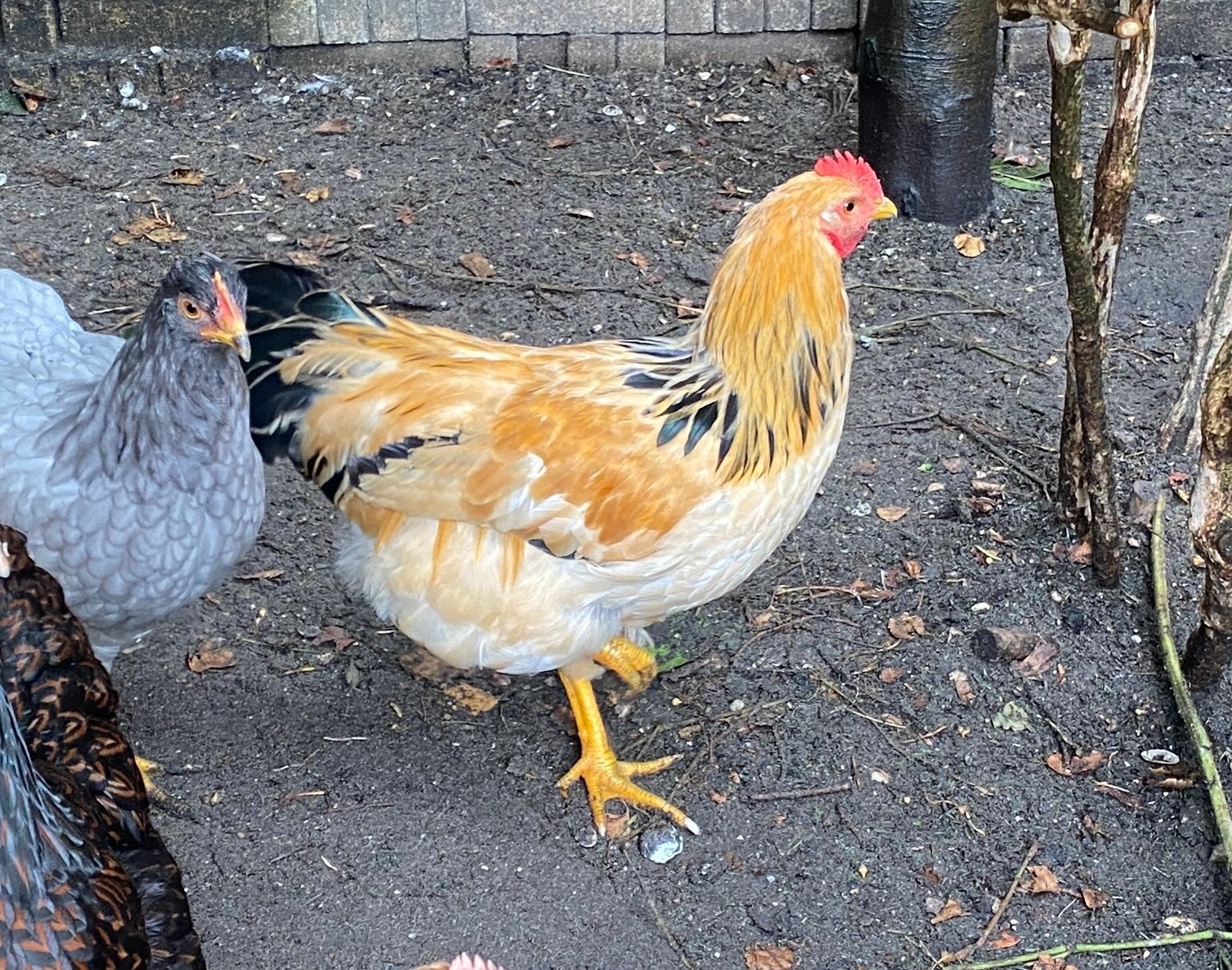 Gratis haantje soort krielkip Plymouth Rock, Dieren en Toebehoren, Pluimvee, Mannelijk, Kip