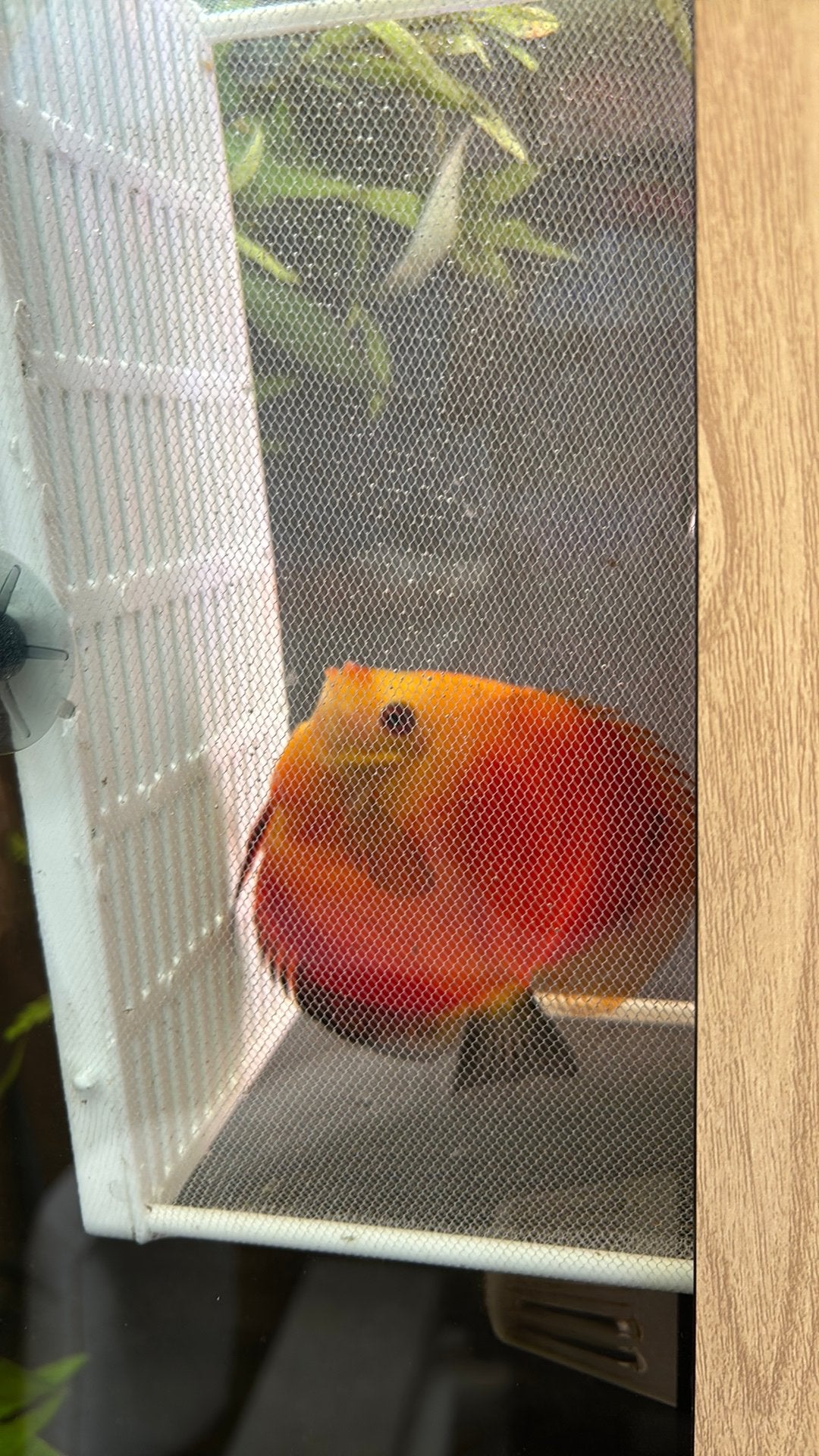 Red Melon discus (Dominant), Dieren en Toebehoren, Vis, Zoetwatervis