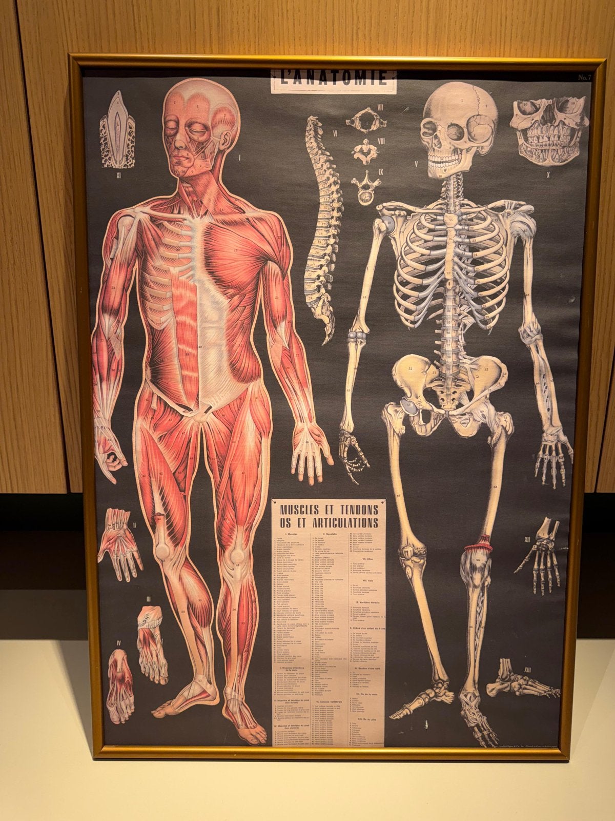 Vintage Anatomie Poster met Goudbruine Lijst, Ophalen
