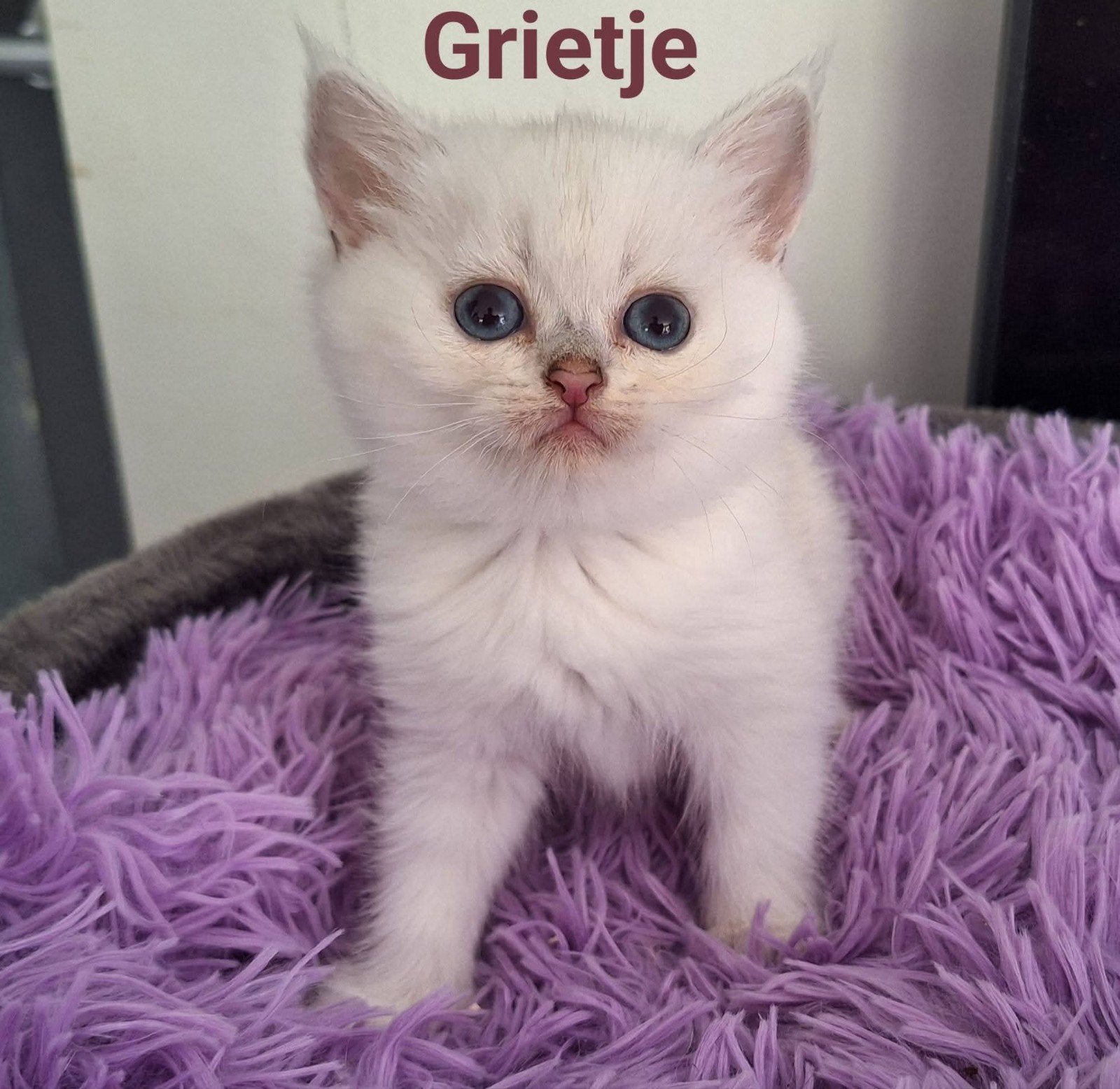 Zeer mooie aanhankelijke Brits Korthaar kittens met stamboom, Dieren en Toebehoren, Meerdere dieren