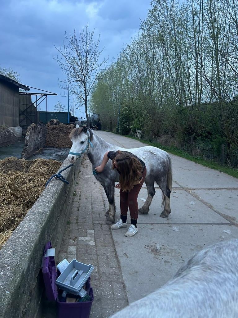 Verzorgponygezocht omgeving Krimpen aan den Lek  ️, Ophalen of Verzenden