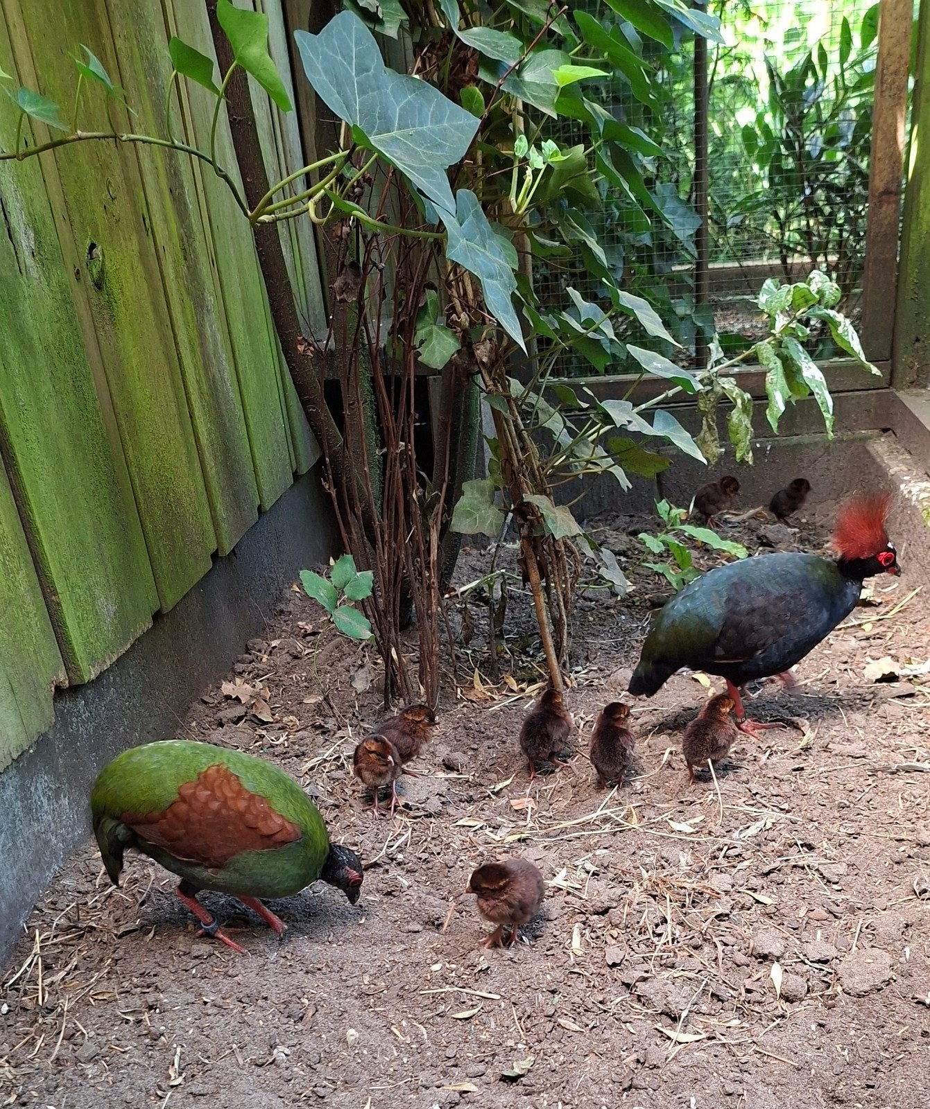 roulrouls, Dieren en Toebehoren, Meerdere dieren, Geringd