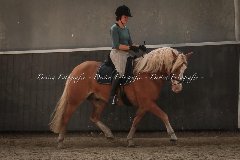 Leerpony sport haflinger, Dieren en Toebehoren, Pony's, Ruin, 11 jaar of ouder