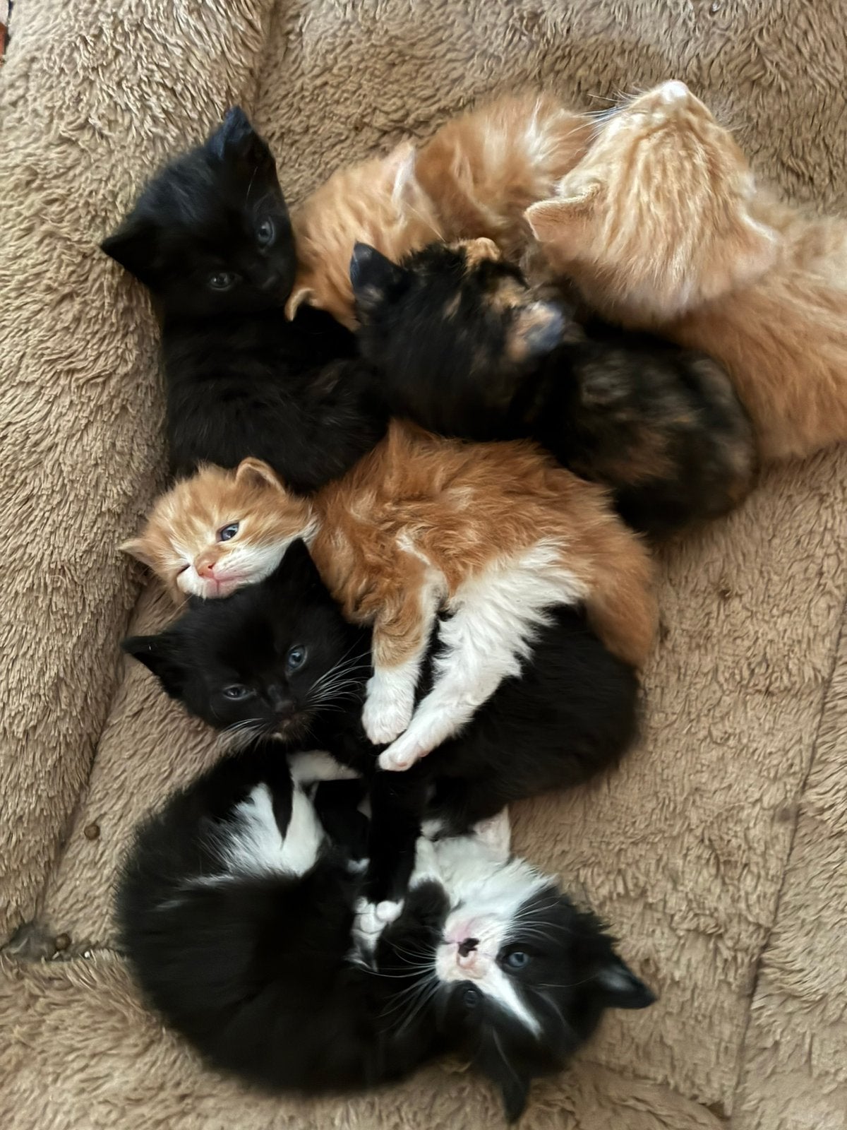 Handtamme kittens diverse kleuren, Meerdere dieren, 0 tot 2 jaar