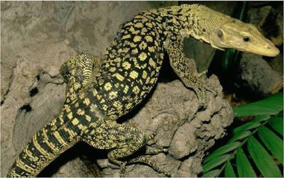 Varanus melinus te koop gevraagd, Dieren en Toebehoren, Hagedis