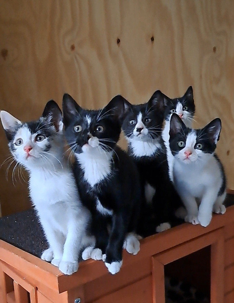 5 superlieve boerderijkittens, Dieren en Toebehoren, Katten en Kittens | Overige Katten, Meerdere dieren, Kortharig, 0 tot 2 jaar