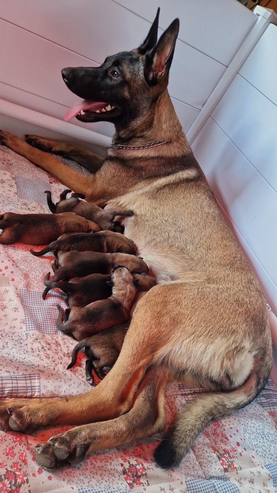 Nest puppies Mechelaar, 8 tot 15 weken, Meerdere, Meerdere dieren, Herder