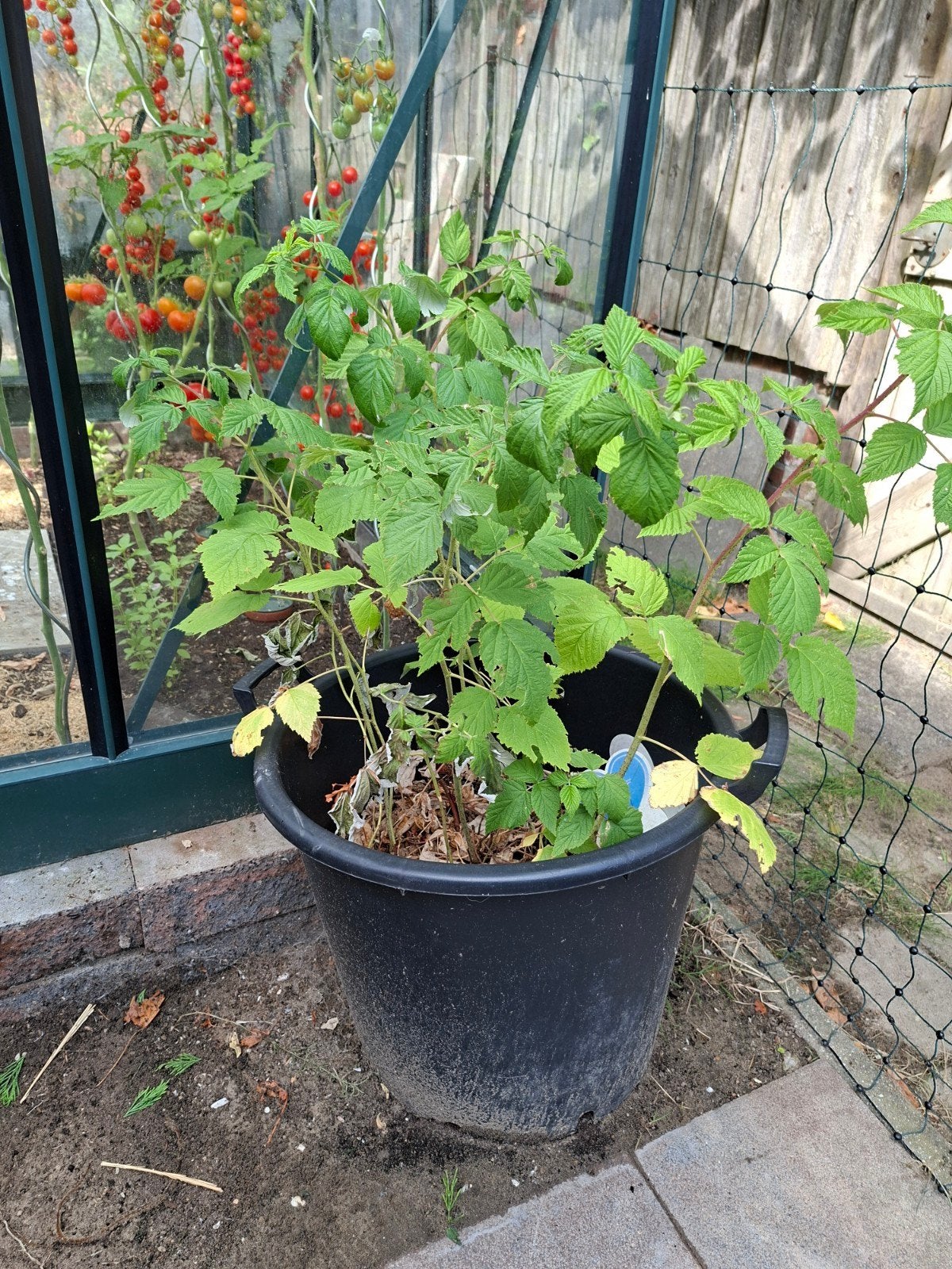 Frambozen planten, zonder pot, Ophalen, Vaste plant, Fruitplanten, Volle zon