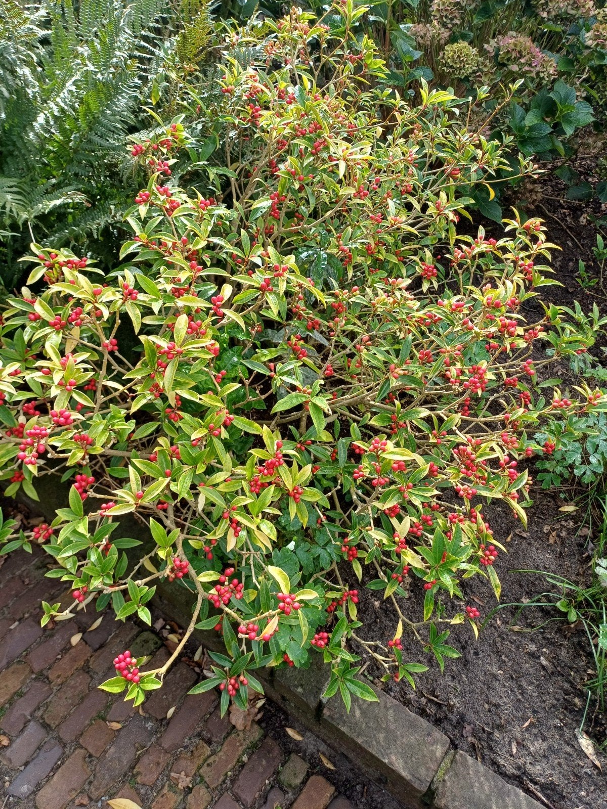 2 stuks Skimmia met rode bessen - 60cm hoog, Ophalen, Vaste plant, Overige soorten, Volle zon